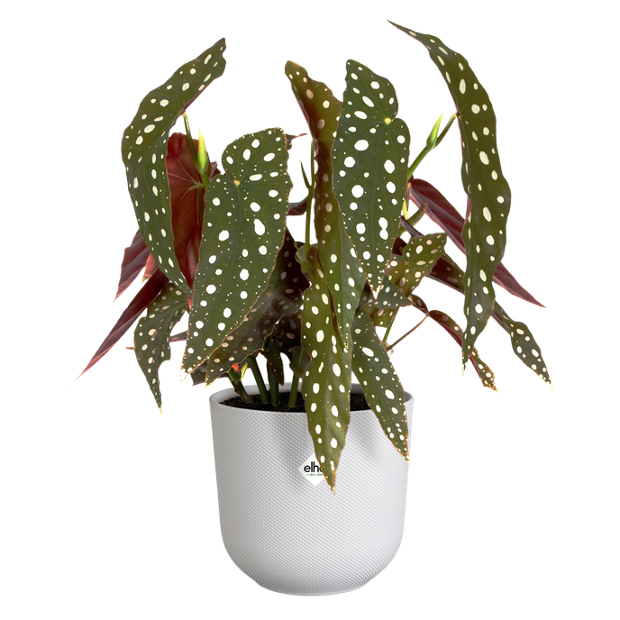 jazz rond 14cm zijdewit